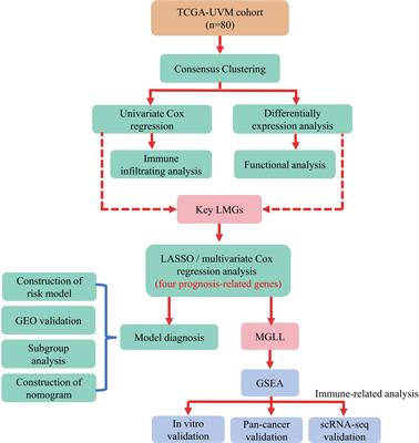 Monoacylglycerol lipase regulates macrophage polarization and cancer progression in uveal melanoma and pan-cancer